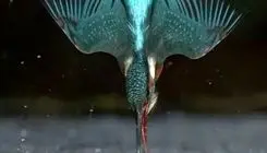 ۶ سال انتظار برای گرفتن این عکس استثنایی! | عکس