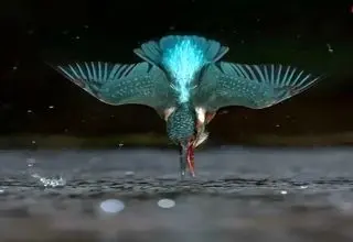 ۶ سال انتظار برای گرفتن این عکس استثنایی! | عکس