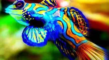 رنگا رنگ ترین ماهی دنیا