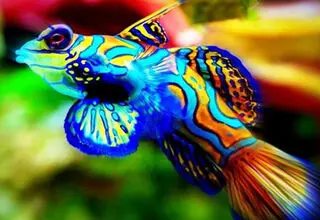 رنگا رنگ ترین ماهی دنیا