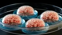 مغزهای رشدیافته در آزمایشگاه! 