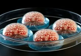 مغزهای رشدیافته در آزمایشگاه! 