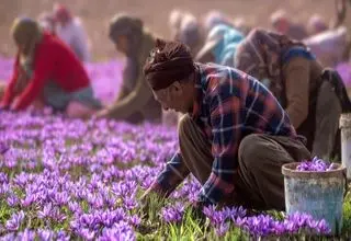  زعفران ایرانی به عنوان یک برند ملی در سطح جهانی شناخته می‌شود