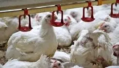 کمبود نهاده مشکل اصلی تولیدکنندگان در شرایط فعلی است