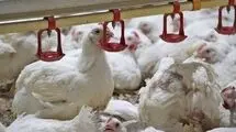 کمبود نهاده مشکل اصلی تولیدکنندگان در شرایط فعلی است