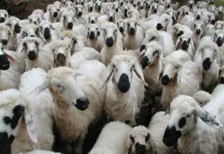 12 میلیون راس دام، چطور روی دست تولیدکننده داخلی باد کرد؟