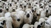 12 میلیون راس دام، چطور روی دست تولیدکننده داخلی باد کرد؟