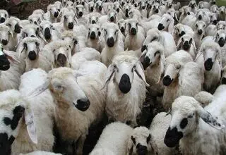 12 میلیون راس دام، چطور روی دست تولیدکننده داخلی باد کرد؟