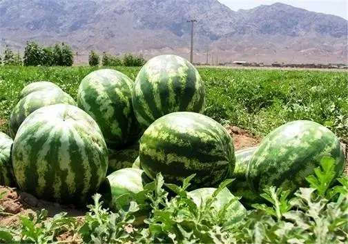 کشت هندوانه در مقایسه با برخی محصولات، آب کمتری مصرف می کند