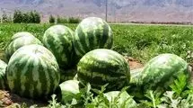 کشت هندوانه در مقایسه با برخی محصولات، آب کمتری مصرف می کند