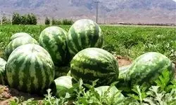کشت هندوانه در مقایسه با برخی محصولات، آب کمتری مصرف می کند