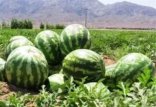 کشت هندوانه در مقایسه با برخی محصولات، آب کمتری مصرف می کند