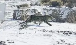 رهاسازی موفق پلنگ شهمیرزاد در زیستگاه طبیعی