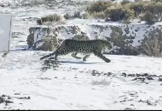 رهاسازی موفق پلنگ شهمیرزاد در زیستگاه طبیعی