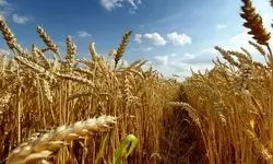 هنوز ریالی از مطالبات گندمکاران پرداخت نشده است