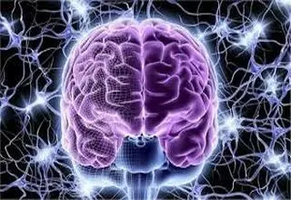 فیزیولوژی یادگیری در مغز چگونه است؟