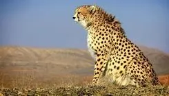 تهدید جاده‌ای در کمین یوز ایرانی