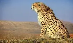 نگذاریم یوز ایرانی قصه‌اش تمام شود