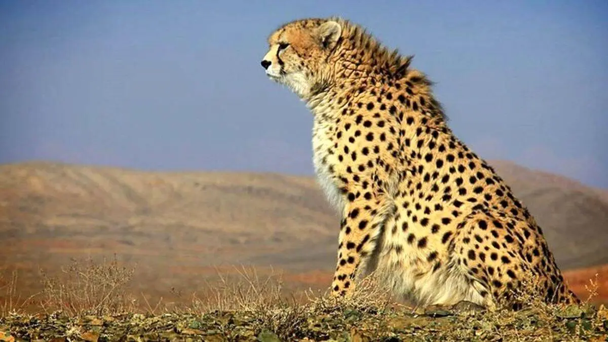 حمله وحشتناک پلنگ به یک چوپان