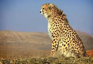 روز جهانی حیات وحش و لزوم اقدام فوری در ایران