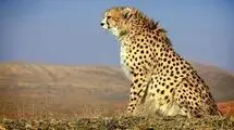 روز جهانی حیات وحش و لزوم اقدام فوری در ایران