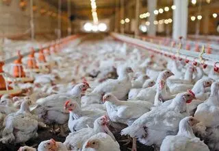 توضیح سرپرست معاونت امور دام درباره آخرین وضعیت تولید و قیمت‌گذاری دام و طیور
