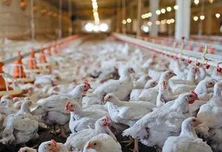 توضیح سرپرست معاونت امور دام درباره آخرین وضعیت تولید و قیمت‌گذاری دام و طیور