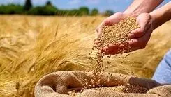 اعلام نرخ خرید تضمینی گندم طی امروز