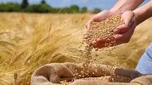 اعلام نرخ خرید تضمینی گندم طی امروز
