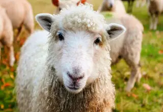 اعلام قیمت روز دام زنده؛ گوسفند و گوساله همچنان گرانند