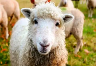 اعلام قیمت روز دام زنده؛ گوسفند و گوساله همچنان گرانند