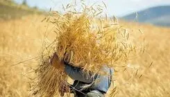 واریز فقط ۲۲ درصد از پول گندم‌کاران؛ کاهش روزانه تحویل گندم