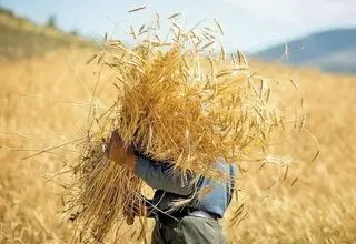 واریز فقط ۲۲ درصد از پول گندم‌کاران؛ کاهش روزانه تحویل گندم