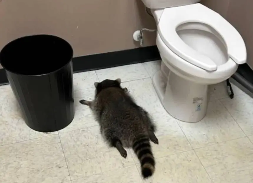 حیوان مست خبرساز شد+ فیلم