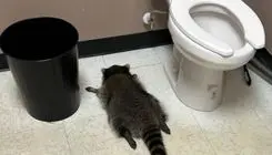 حیوان مست خبرساز شد+ فیلم