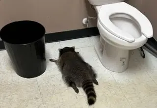 حیوان مست خبرساز شد+ فیلم