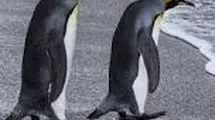 فایده شگفت‌انگیز مدفوع پنگوئن‌ها!