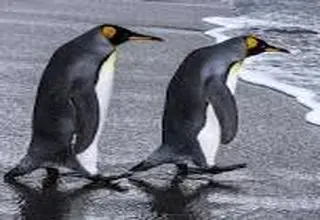 فایده شگفت‌انگیز مدفوع پنگوئن‌ها!