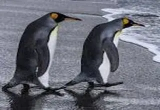 فایده شگفت‌انگیز مدفوع پنگوئن‌ها!