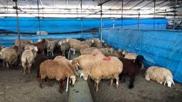 هشدارهای جدی درباره ذبح دام در عید قربان