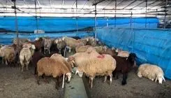 هشدارهای جدی درباره ذبح دام در عید قربان