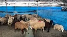 هشدارهای جدی درباره ذبح دام در عید قربان