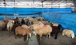هشدارهای جدی درباره ذبح دام در عید قربان