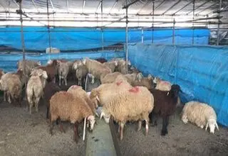 هشدارهای جدی درباره ذبح دام در عید قربان
