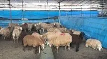 هشدارهای جدی درباره ذبح دام در عید قربان
