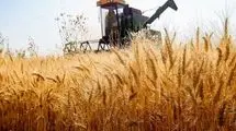 تولید بیش از ۱۲ میلیون تن گندم از سطح ۶.۵ میلیون هکتار اراضی