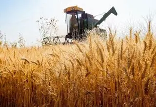 تولید بیش از ۱۲ میلیون تن گندم از سطح ۶.۵ میلیون هکتار اراضی
