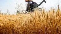 تولید بیش از ۱۲ میلیون تن گندم از سطح ۶.۵ میلیون هکتار اراضی