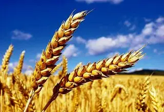 چقدر از مطالبات گندمکاران پرداخت شده است؟
