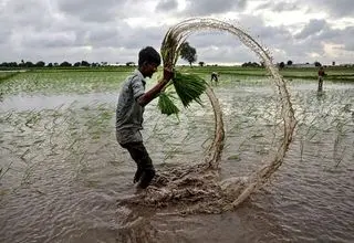 بازار برنج جهانی در رکود؛ ناامیدی هندی‌ها از بهبود اوضاع
